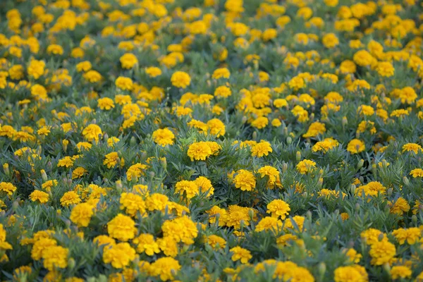 Franska ringblommor. — Stockfoto