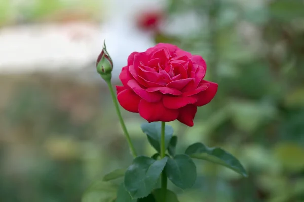 Rosa roja en el jardín. —  Fotos de Stock