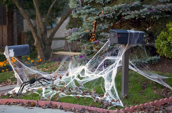 Spider and it's cobweb. — Stock Photo, Image