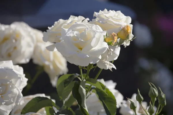 Rosas blancas . —  Fotos de Stock