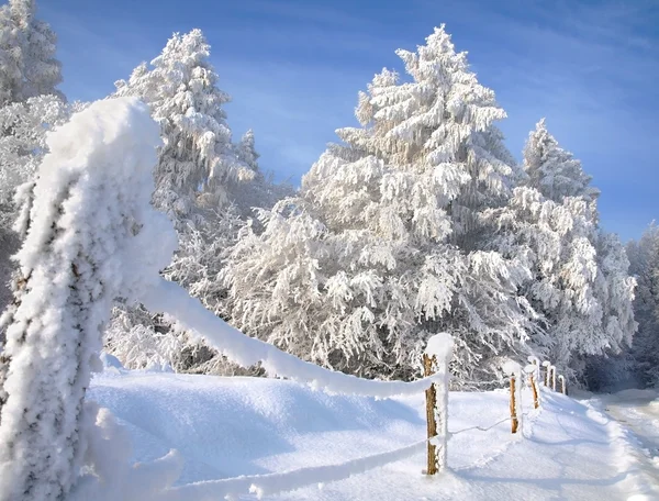 Paesaggio con foresta innevata . — Foto Stock