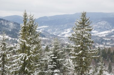 karlı köknar ağaçları.