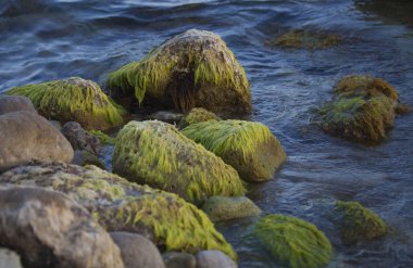 kayalar üzerinde yosun.