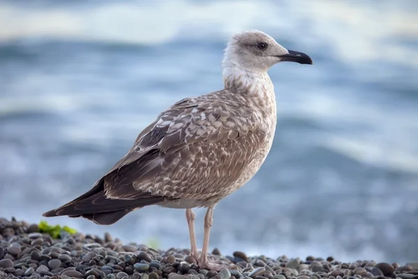 Seagull on the sea shore. — Stock Photo, Image