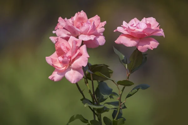 Bloeiende roze rozen. — Stockfoto