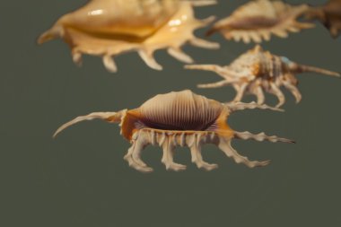 Seashell Lambis Tigercolor.