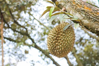 Sisaket, Tayland 'dan Durian' ın eşsiz bir tadı var çünkü volkanik bir patlamadan kaynaklanan potasyum bakımından zengin topraklarda yetişiyor. 
