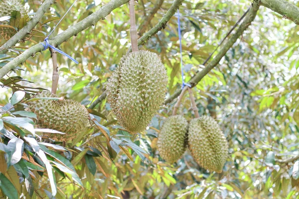 Durian Aus Sisaket Thailand Hat Einen Einzigartigen Geschmack Weil Auf — Stockfoto