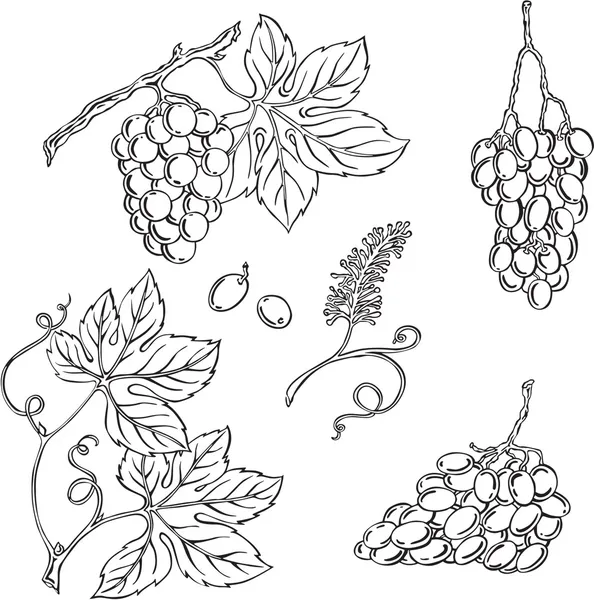 Silueta vectorial de uvas — Vector de stock