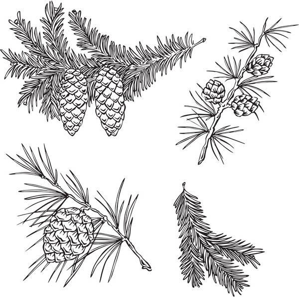 Vector silhouettes of fir branches