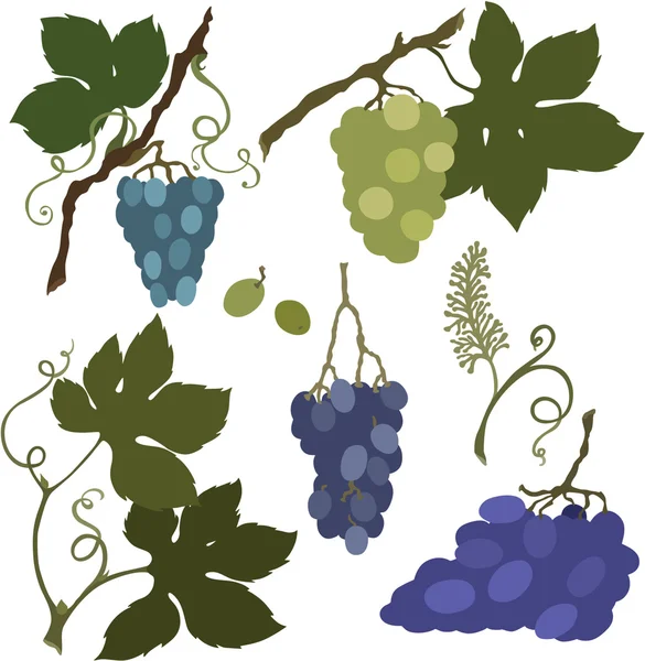 Vector ilustración de uvas — Archivo Imágenes Vectoriales