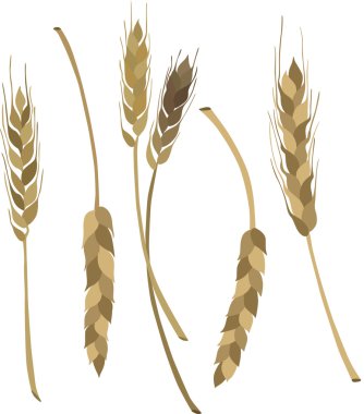 vektör çizim ile spikelets