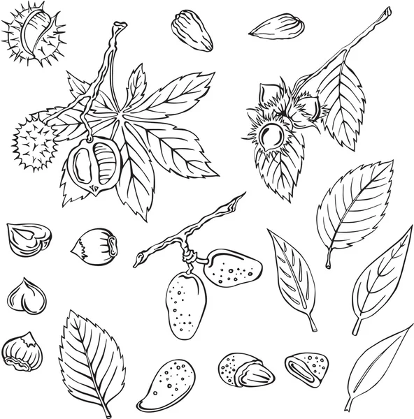 çeşitli fındık siluetleri vektör çizim