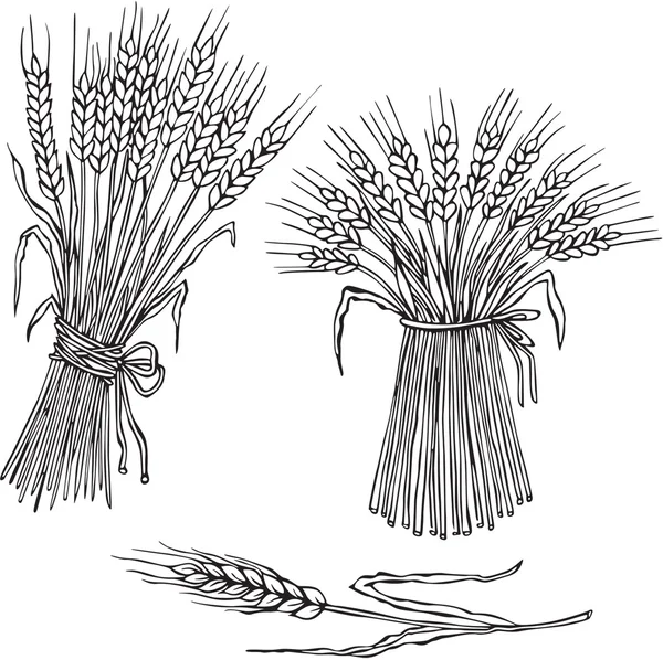 farklı kulakları siluetleri vektör çizim