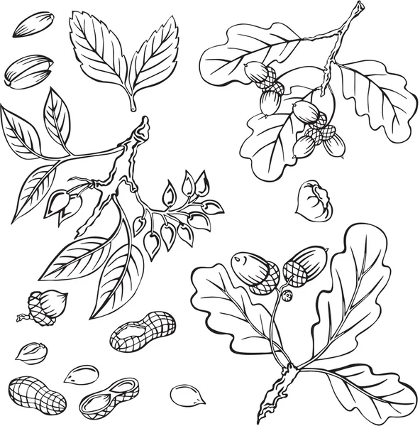 çeşitli fındık siluetleri vektör çizim