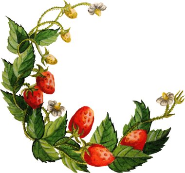 Vektör çizim suluboya çilek çelenk