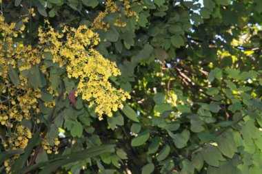 Ağaçta sarı çiçekli bir orkide.
