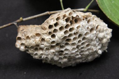 Siyah arkaplanlı eşek arısı peteği