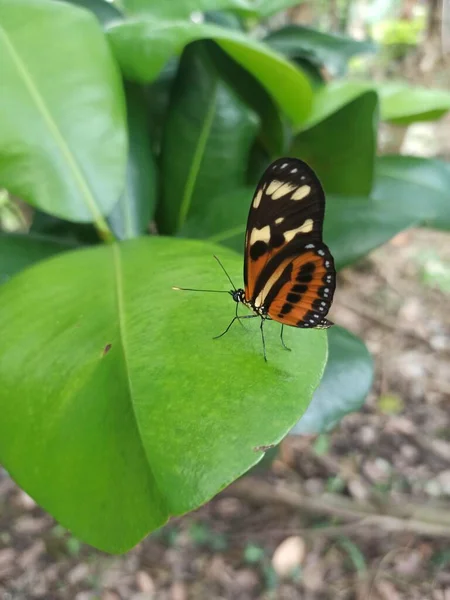 Колір Зелена Рослинність Метелик Центральній Частині Колумбії — стокове фото