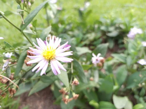 Light colored and yellow flowers ready for pollination