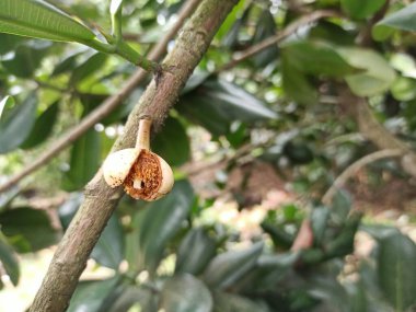 Light colored and white flowers ready for pollination