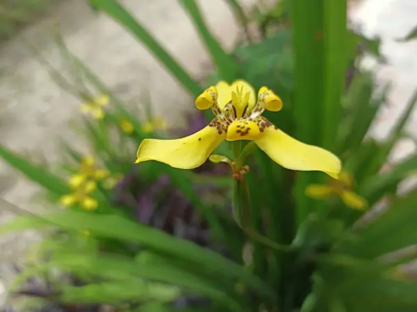 Light Colored Yellow Flowers Ready Pollination — Φωτογραφία Αρχείου