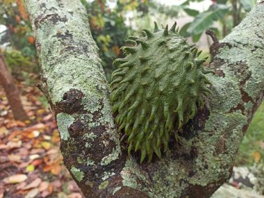 Colorful and green fruit in the central zone of Colombia