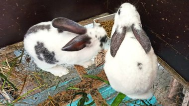 Arkasında siyah çizgili beyaz tavşanlar.