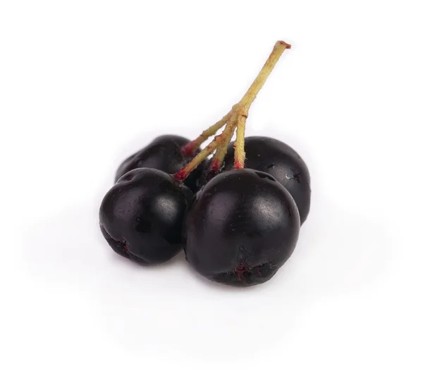 Branch of black currant — Stock Photo, Image