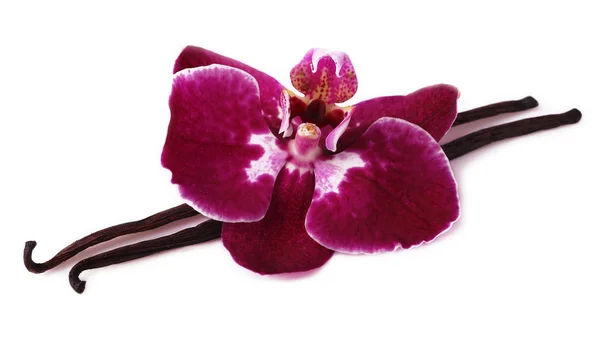 Bastone di vaniglia con fiore di orchidea . — Foto Stock