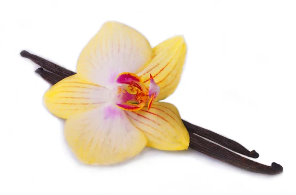 Bastone di vaniglia con fiore di orchidea . — Foto Stock