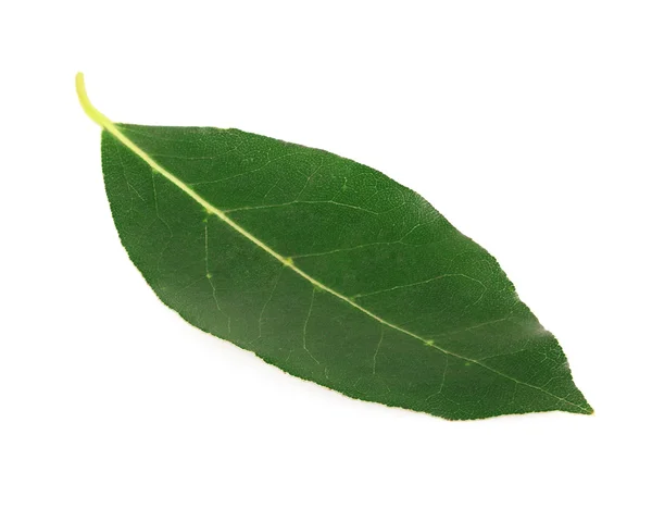 Hoja de laurel aislada en blanco . — Foto de Stock