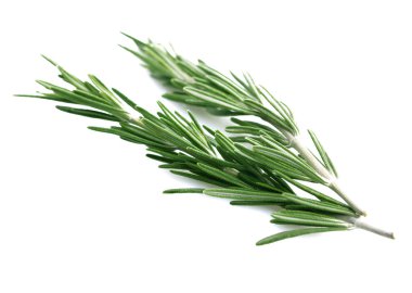 Biberiye beyazda izole edilmiş