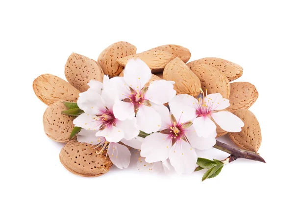 Almonds with a sprig — Stock Photo, Image