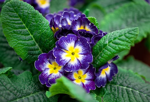 Primrose in een pot — Stockfoto