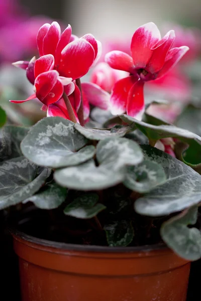 Cyclamen in a pot. — Stock Photo, Image