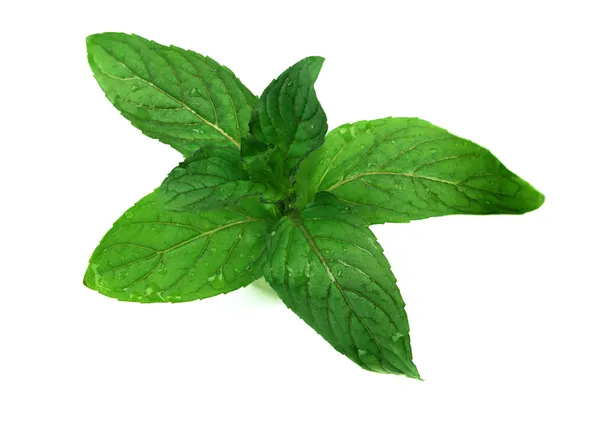 Sprig of mint — Stock Photo, Image