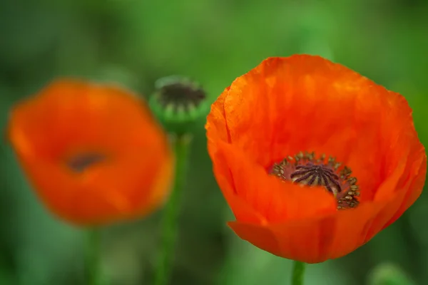 Fiore di papavero sul campo — Foto Stock