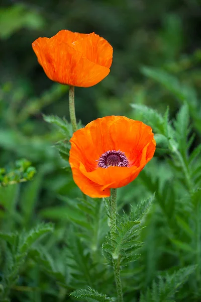 Fiore di papavero sul campo — Foto Stock