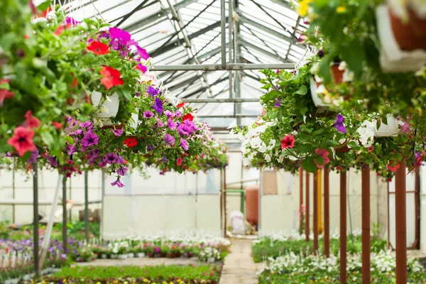 Blumen im Gewächshaus — Stockfoto