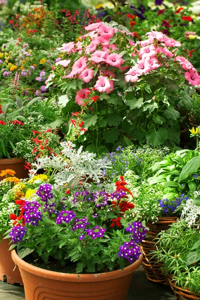 Flores en el Invernadero — Foto de Stock