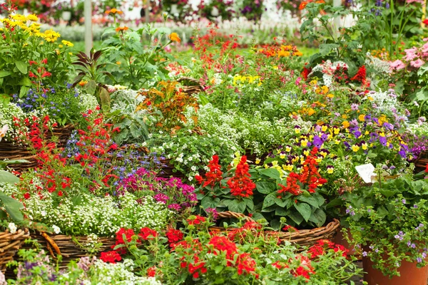 Flores en el Invernadero — Foto de Stock
