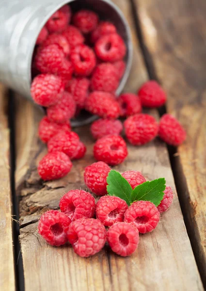 Raspberry matang pada kayu — Stok Foto