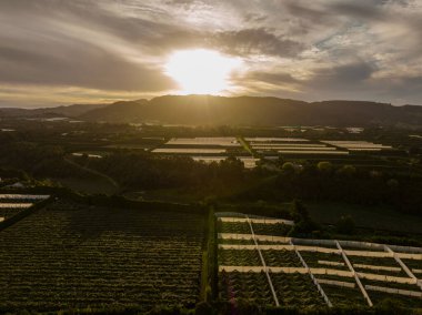 Te Puke 'daki kivi bahçelerinde altın gün batımı. Bolluk Körfezi Bölgesi, Yeni Zelanda. Hava görünümü