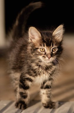 Önde duran sevimli kahverengi ve gri kedi yavrusu. Dikey fotoğrafçılık