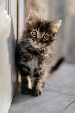 Kapıdaki evin girişinde poz veren uzun saçlı bir kedi yavrusu. Dikey fotoğrafçılık