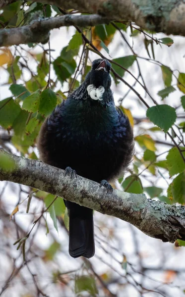 Tui bird singing on a tree branch. New Zealand native bird. Vertical