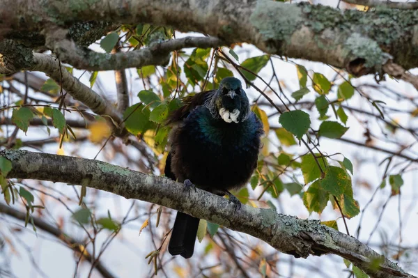 Tui bird on a tree branch looking intimidating at the camera. New Zealand endemic bird