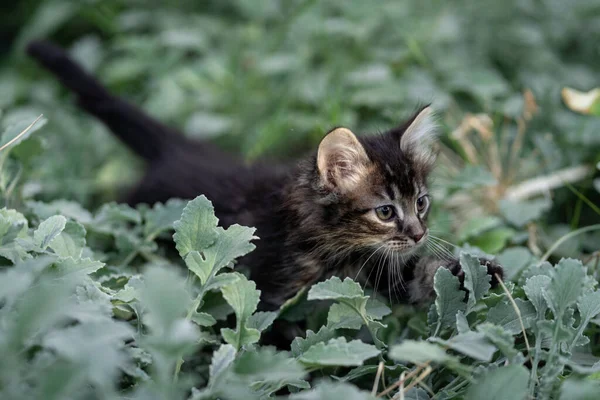 Gray and brown kitten walking among the plants trying to hunt something.