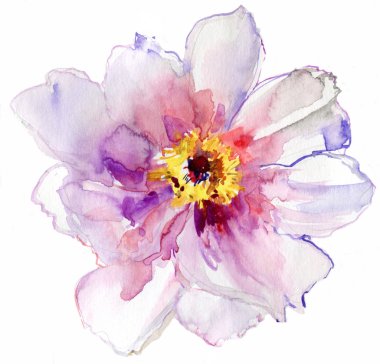 lüks beyaz Şakayık çiçeği, pastel renklerle boyanmış. Boyama